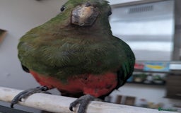 Parrots birds for sale: Australian King's parrot babies  - Image 1