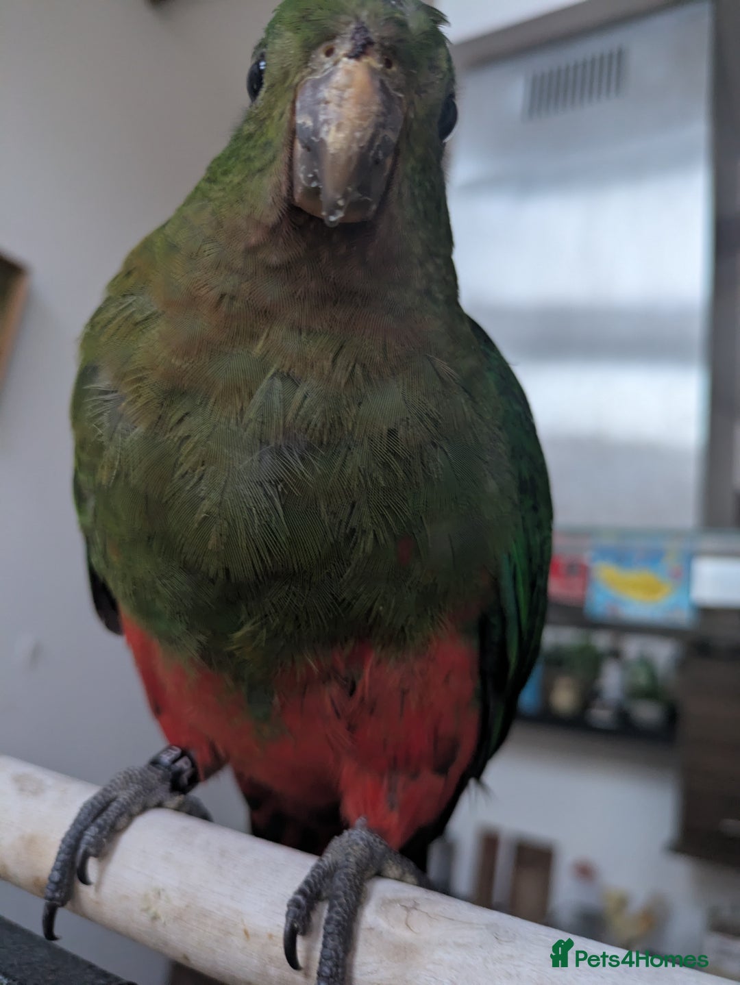 Parrots birds for sale: Australian King's parrot babies  - Image 1
