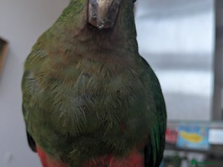 Parrots birds - Advert 7