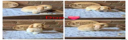 Mini Lop rabbits for sale: Gorgeous pure breed mini lops  - Advert 7