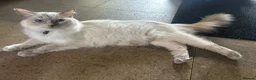 Ragdoll cats for sale: Beautiful ragdolls - Advert 1