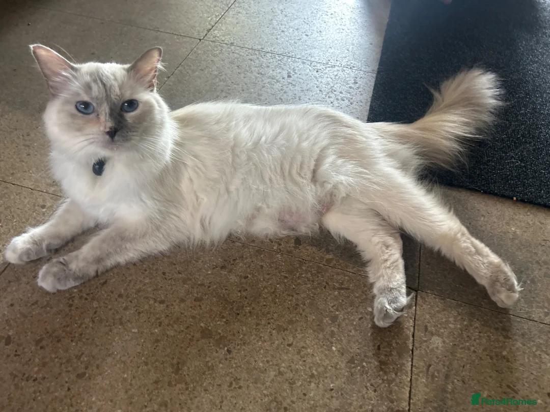 Ragdoll cats for sale: Beautiful ragdolls - Advert 1
