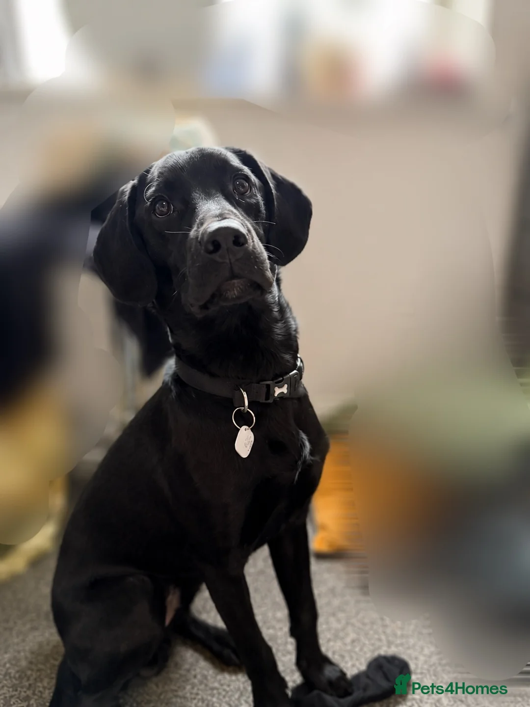 Mixed Breed dogs for stud: Hugo  - Advert 2