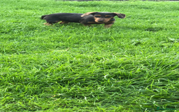 Mixed Breed dogs for sale: Dachshund cross Yorkshire terrier female  - Image 6