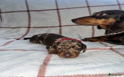 Miniature Dachshund dogs for sale: Beautiful Dachshund puppy’s  - Image 3