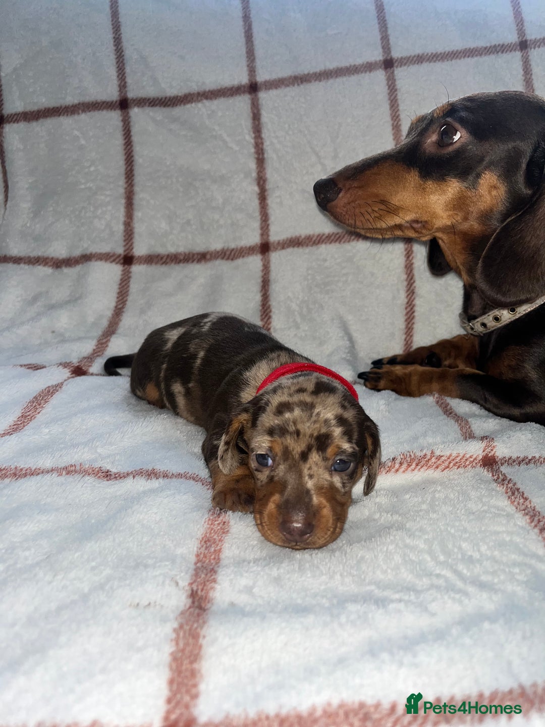 Miniature Dachshund dogs for sale: Beautiful Dachshund puppy’s  - Image 3