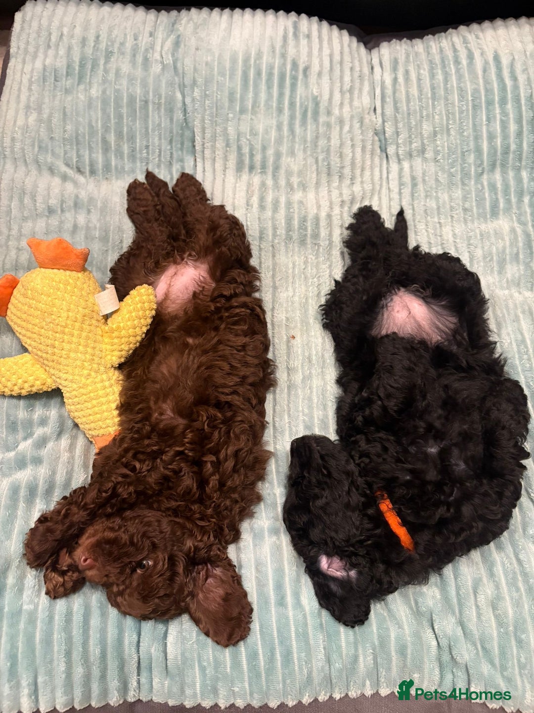 Cockapoo dogs for sale: Beautiful Cockerpoo F2b Puppies - Advert 7