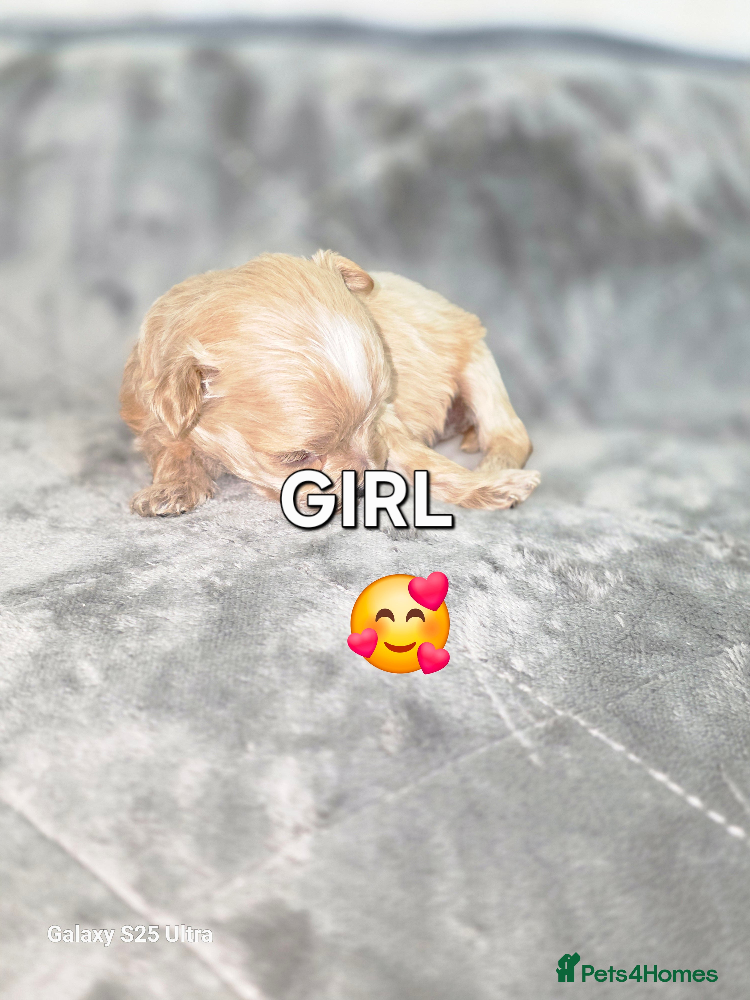 Maltipoo Puppy 4