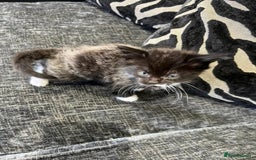 Mixed Breed cats for sale: 1x Boy and 1x Girl Kitten For Sale - Image 8