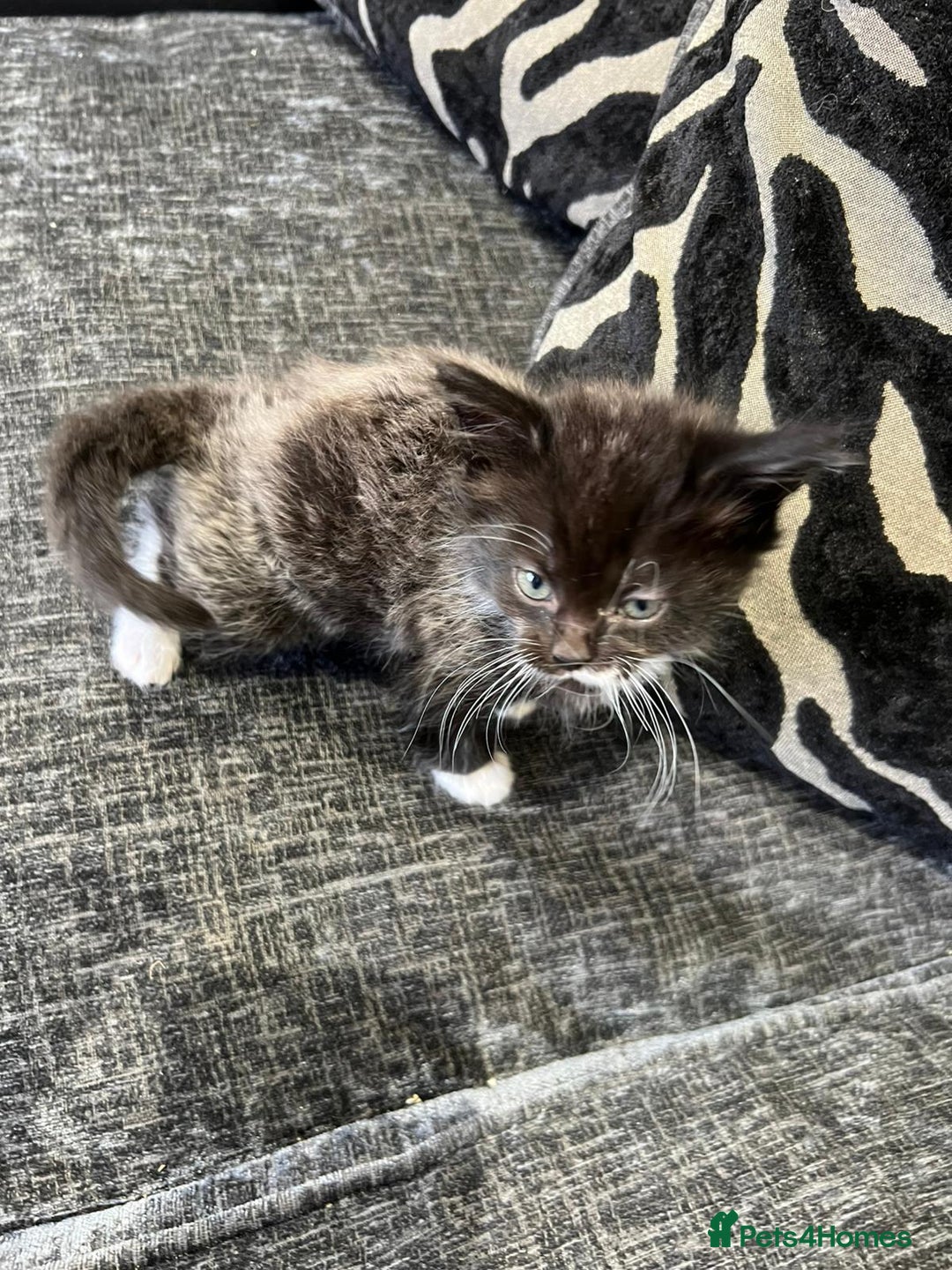 Mixed Breed cats for sale: 1x Boy and 1x Girl Kitten For Sale - Image 8