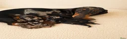 Miniature Dachshund dogs for sale: Beautiful Litter -  K.C Registered  - Advert 12