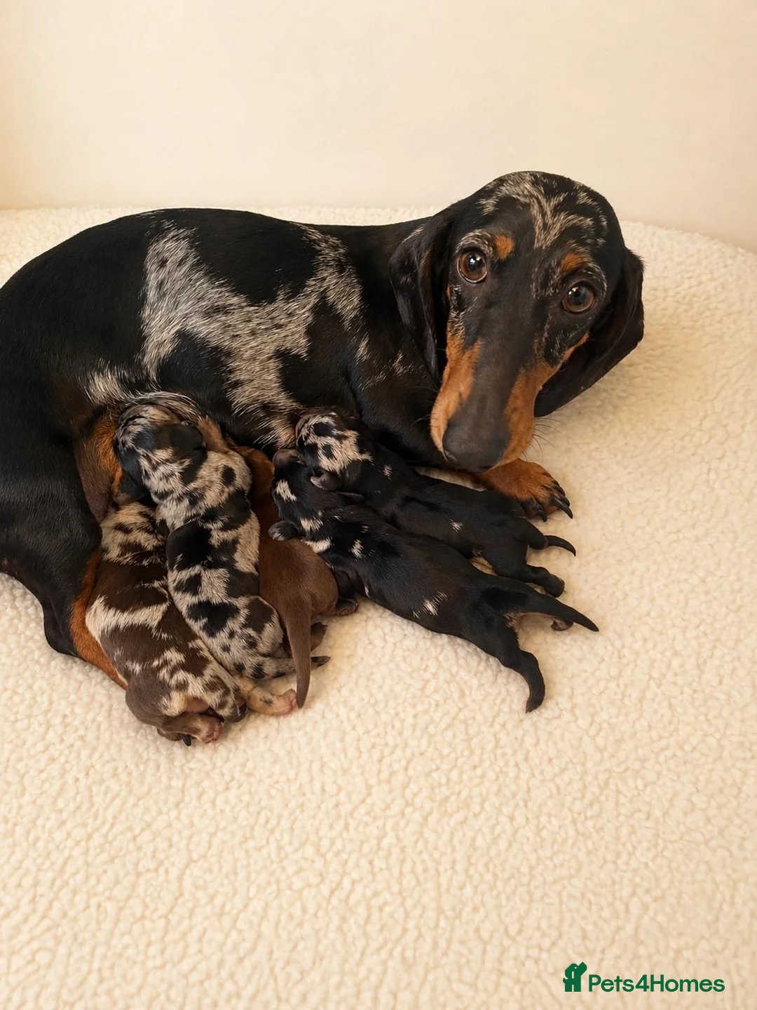 Miniature Dachshund dogs for sale: Beautiful Litter -  K.C Registered  - Advert 12
