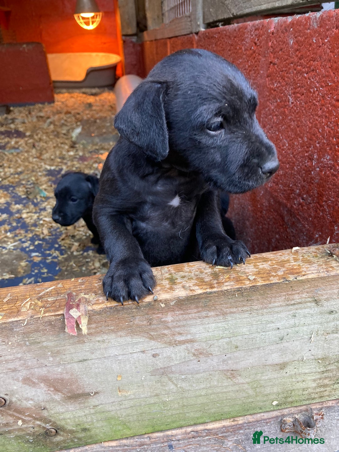 Patterdale Terrier dogs for sale: Working bred pups for sale  - Advert 11