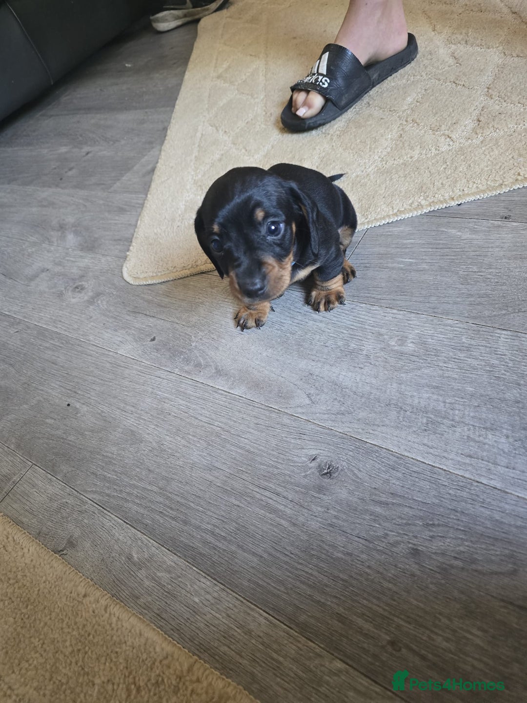 Dachshund dogs for sale: 💖💙💙 puppies 🐶  - Image 3