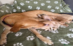 Goldador dogs for sale: 9 gorgeous goldador’s for sale - Image 6