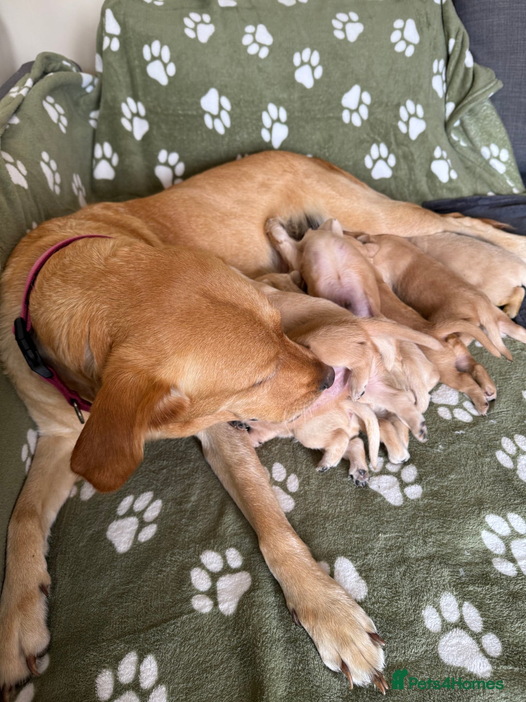 Goldador dogs for sale: 9 gorgeous goldador’s for sale - Image 6