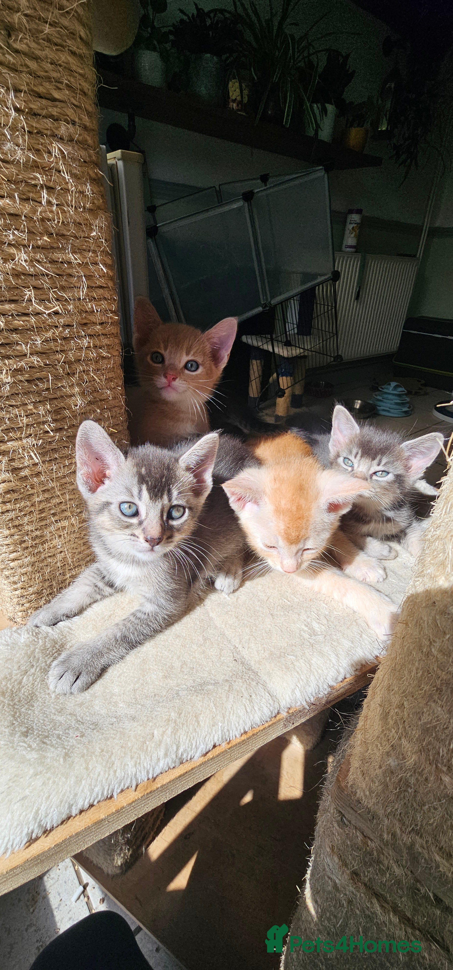 Abyssinian cats All kittens reserved, thank you 😻 - Advert 1