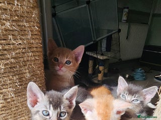 Abyssinian cats - Advert 2