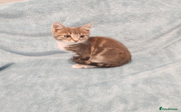 Mixed Breed cats - Advert 8