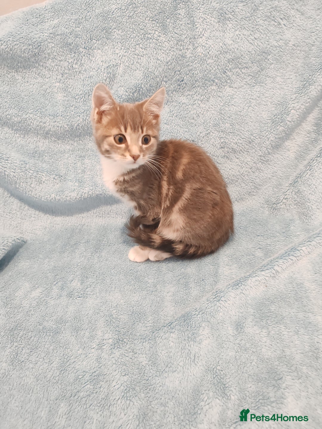 Mixed Breed cats for sale:  GREY BOY VIDEOS - Image 1