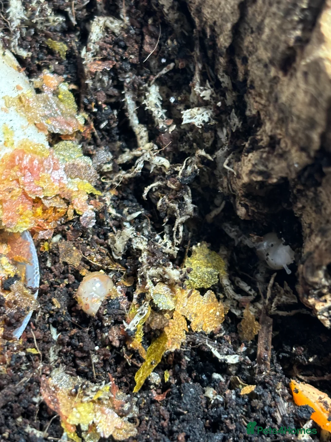 Snails invertebrates for sale: Giant African land snail babies - Advert 3