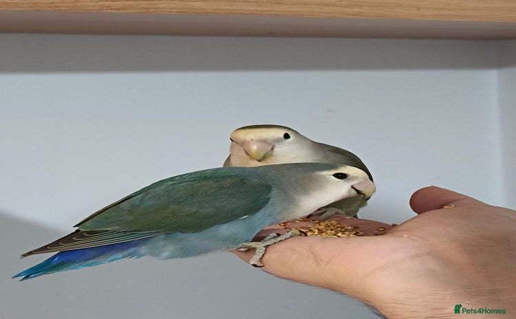 Lovebirds birds - Advert 2