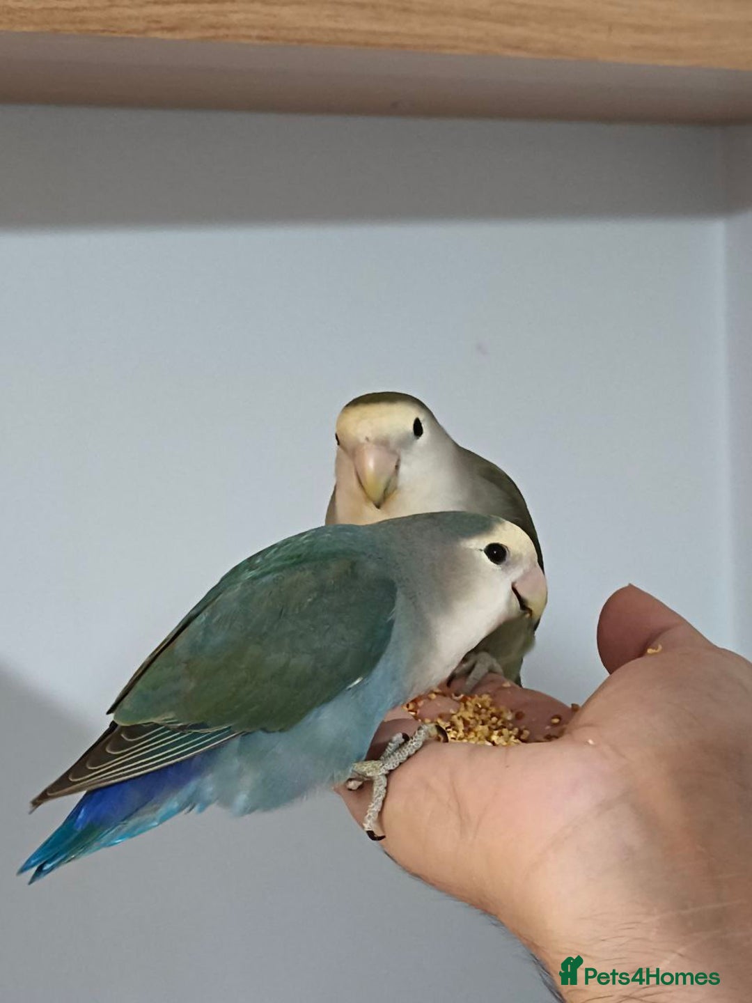 Lovebirds birds for sale: Lovey & Shadow, The Feathered Romeo and Juliet - Image 1