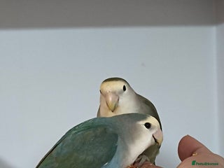 Lovebirds birds - Advert 1