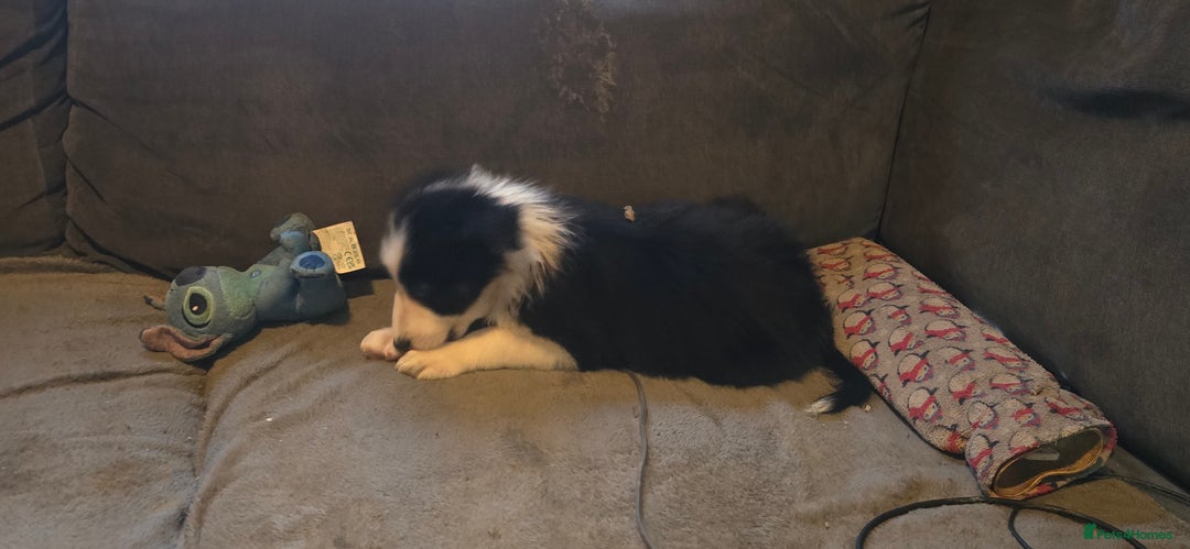Border Collie dogs for sale: 9 border collie pups  - Image 9