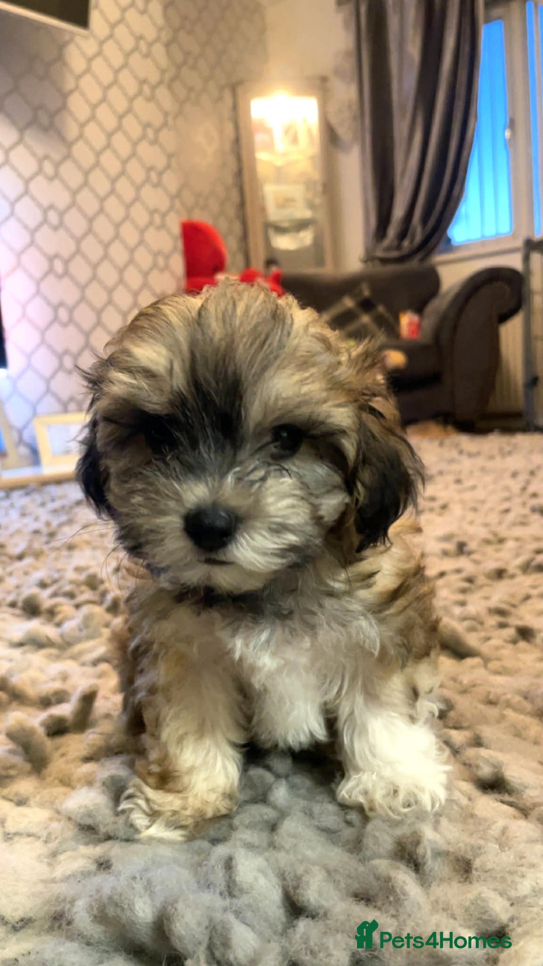 Maltipoo dogs for sale:  baby boy looking for his forever home 🥰🥰 - Advert 40