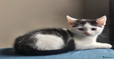 Mixed Breed cats - Advert 12