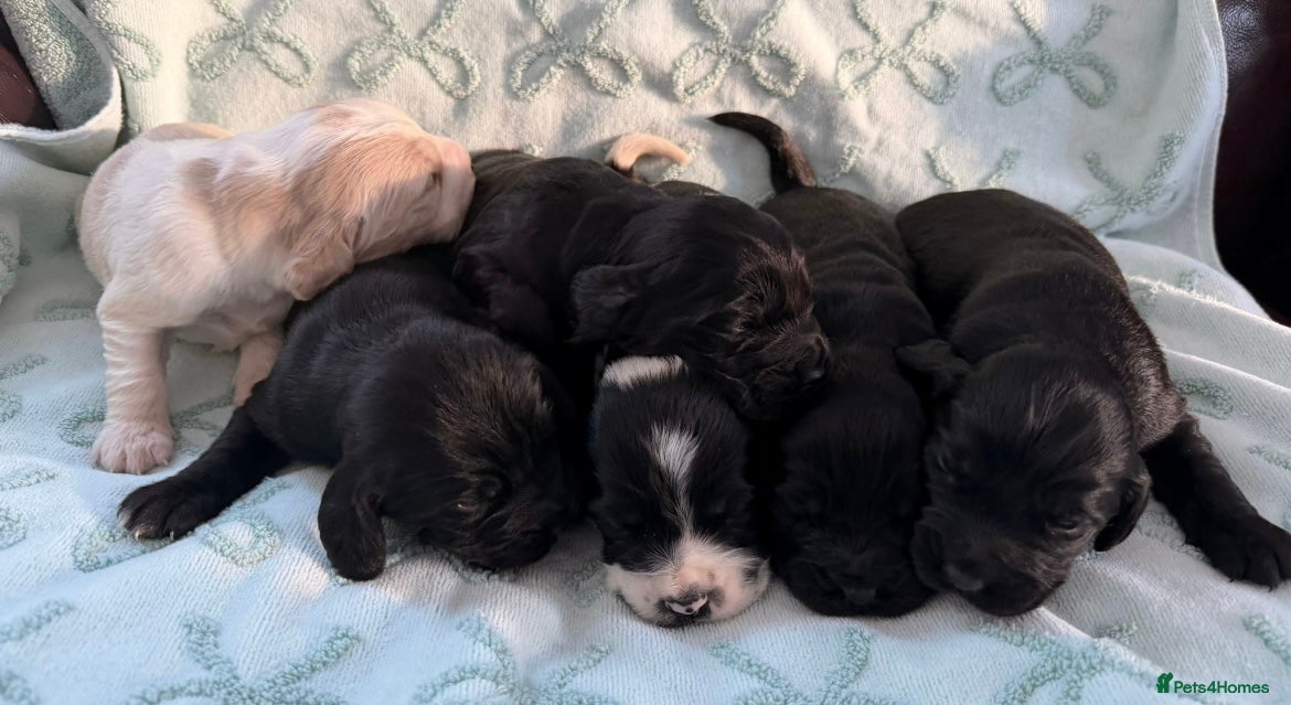 Cockerdor dogs Stunning show cocker spaniel cross Labrador puppys - Advert 1