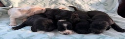 Cockerdor dogs for sale: Stunning show cocker spaniel cross Labrador puppys - Advert 1