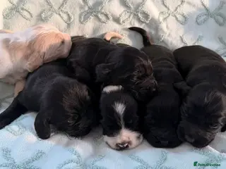 Cockerdor dogs Stunning show cocker spaniel cross Labrador puppys - Advert 13