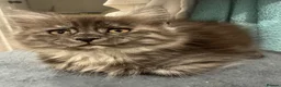 Maine Coon cats for sale: Absolutely gorgeous Maine Coon cross Kittens - Advert 26