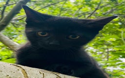 Mixed Breed cats for sale: Adorable kitty For black cat lovers  - Image 10