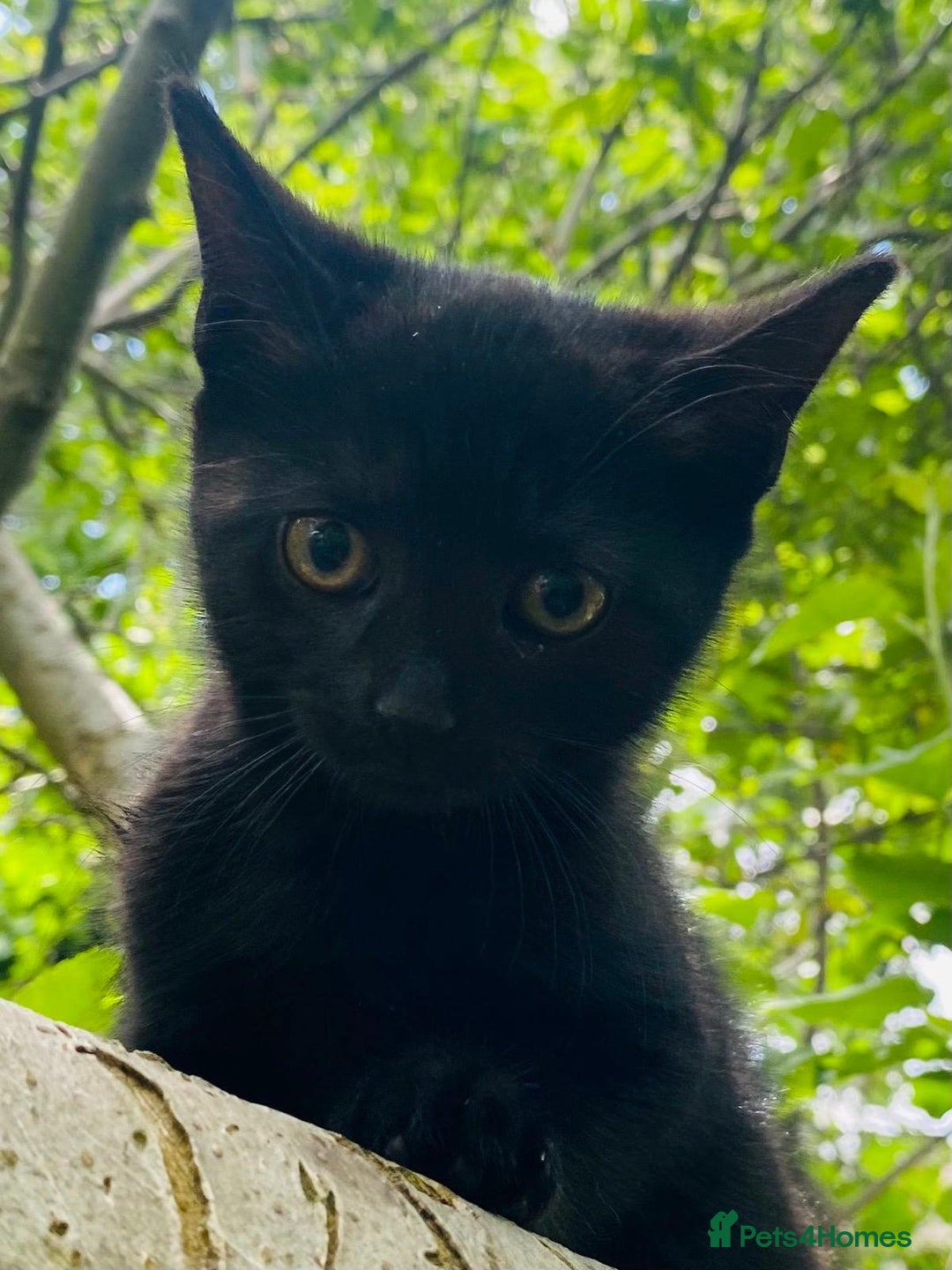 Mixed Breed cats for sale: Adorable kitty For black cat lovers  - Image 10