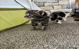 Mixed Breed cats for sale: Adorable Kittens Available  - Image 14