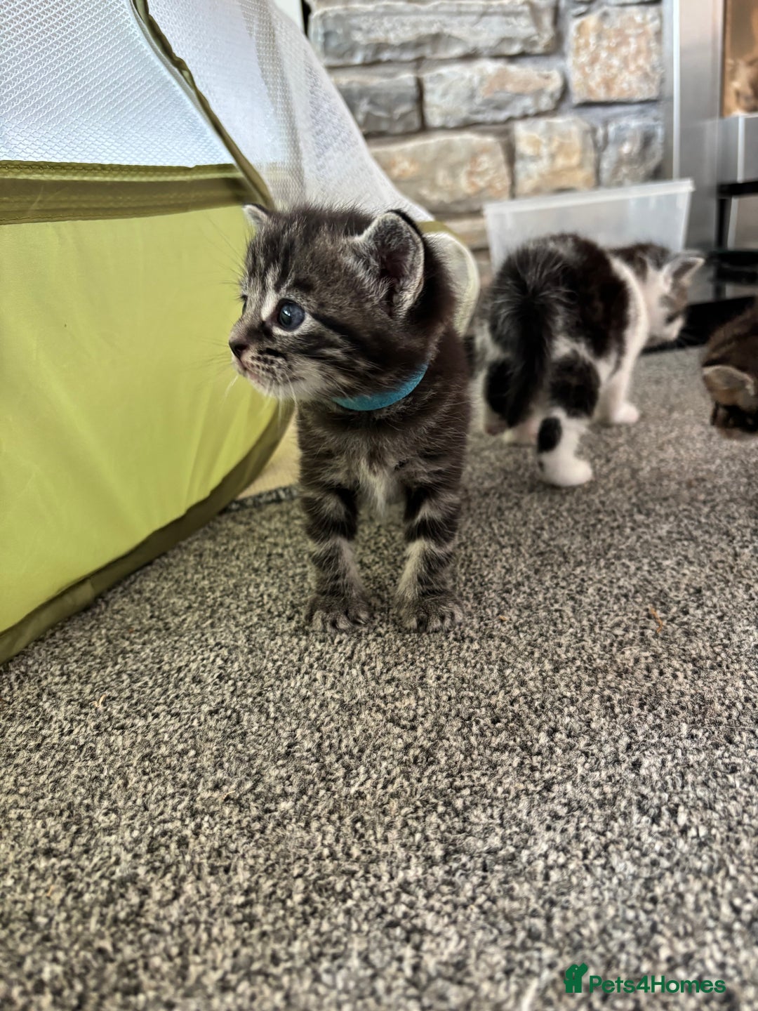 Mixed Breed cats for sale: Adorable Kittens Available  - Image 14