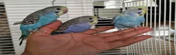 Budgerigars birds for sale: Super silly hand tamed baby budgies  - Advert 6