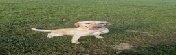 Labrador Retriever dogs for sale: Gun dog bitch - Advert 4