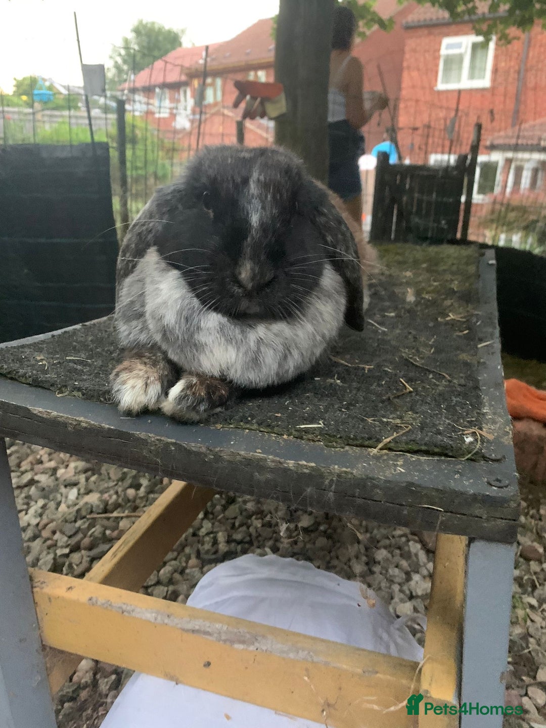 Mixed Breed rabbits for sale: 2-3 year old Lop Rabbit - Advert 2