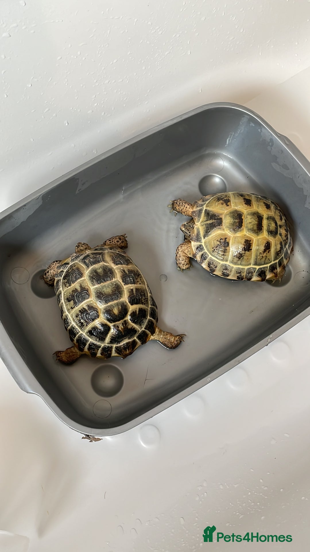 Tortoise reptiles for sale: 2 x tortoise  - Advert 1