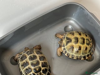 Tortoise reptiles 2 x tortoise - Advert 3