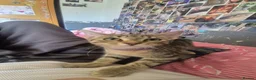 Bengal cats for sale: Miss Quinni and princess - Advert 5