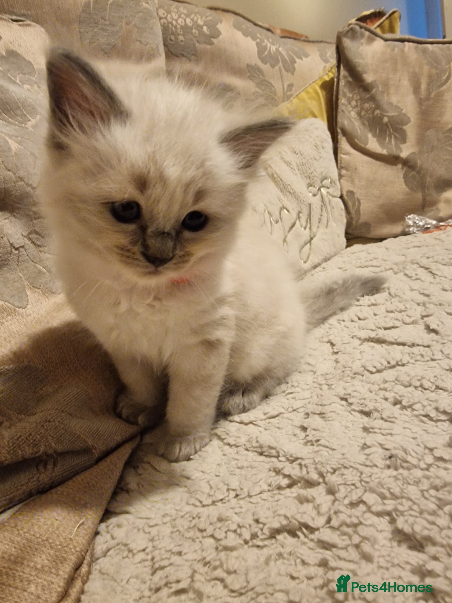 Ragdoll cats Beautiful Ragdoll  kittens - Advert 16