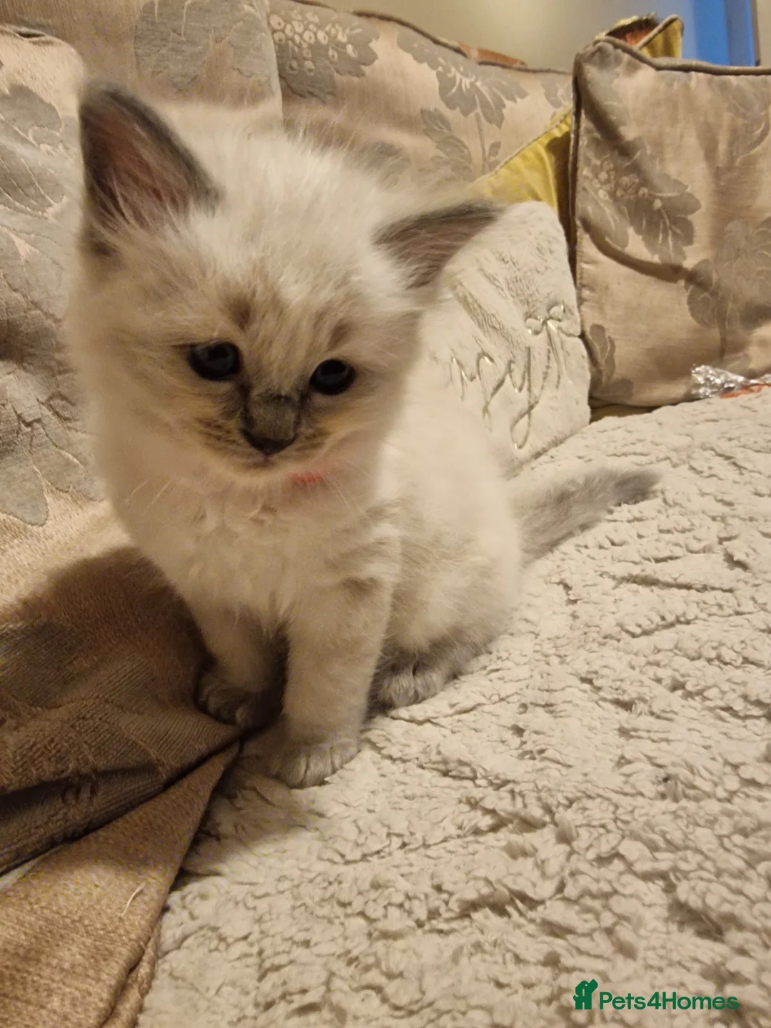 Ragdoll cats for sale: Beautiful Ragdoll  kittens in East Boldon - Advert 1