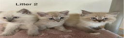 Ragdoll cats for sale: TICA ragdolls cherubim mink sepia solid tabby - Advert 3