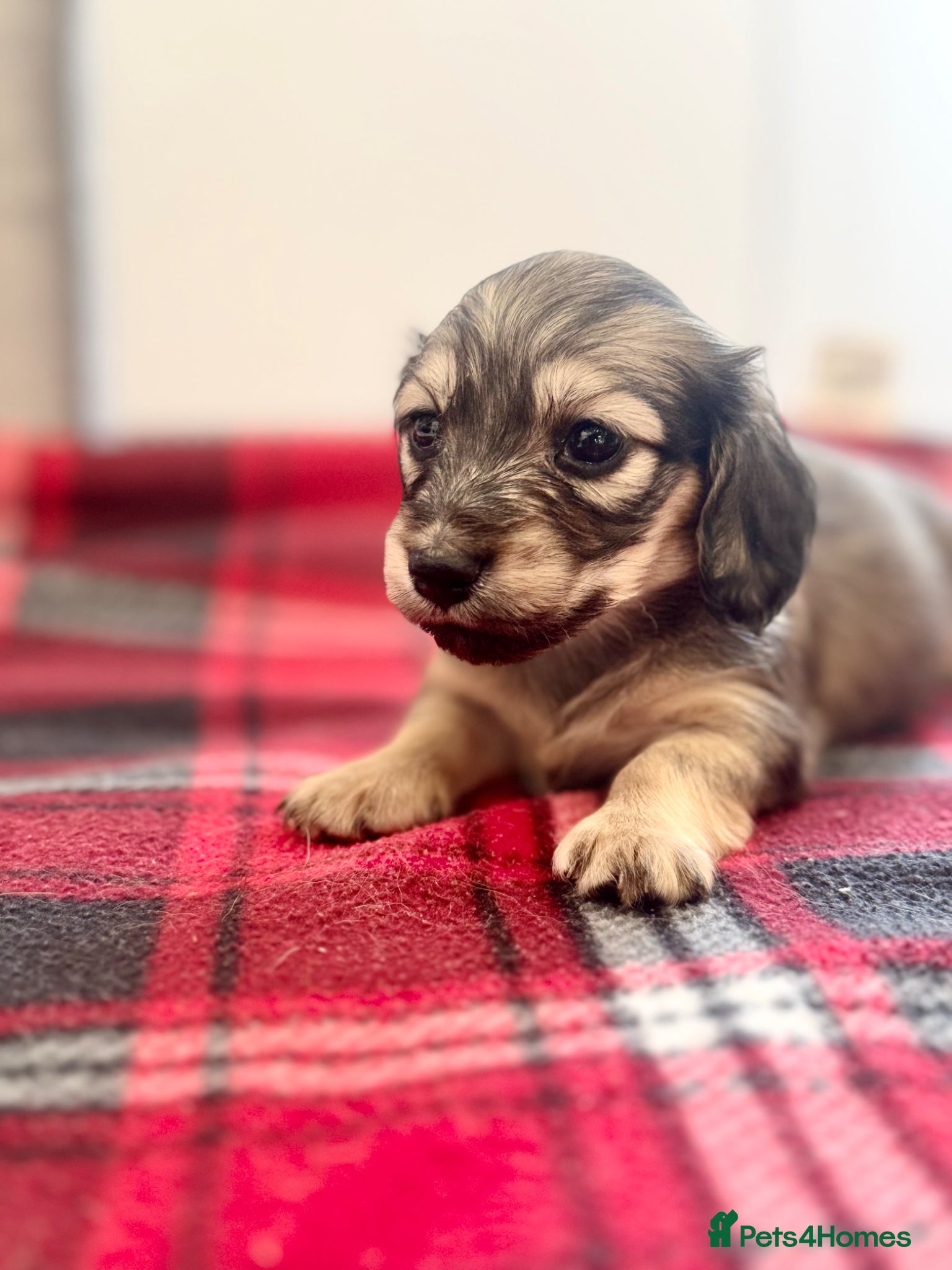 Miniature Dachshund dogs Cream & Shaded Cream KC Mini Dachshunds  - Advert 1