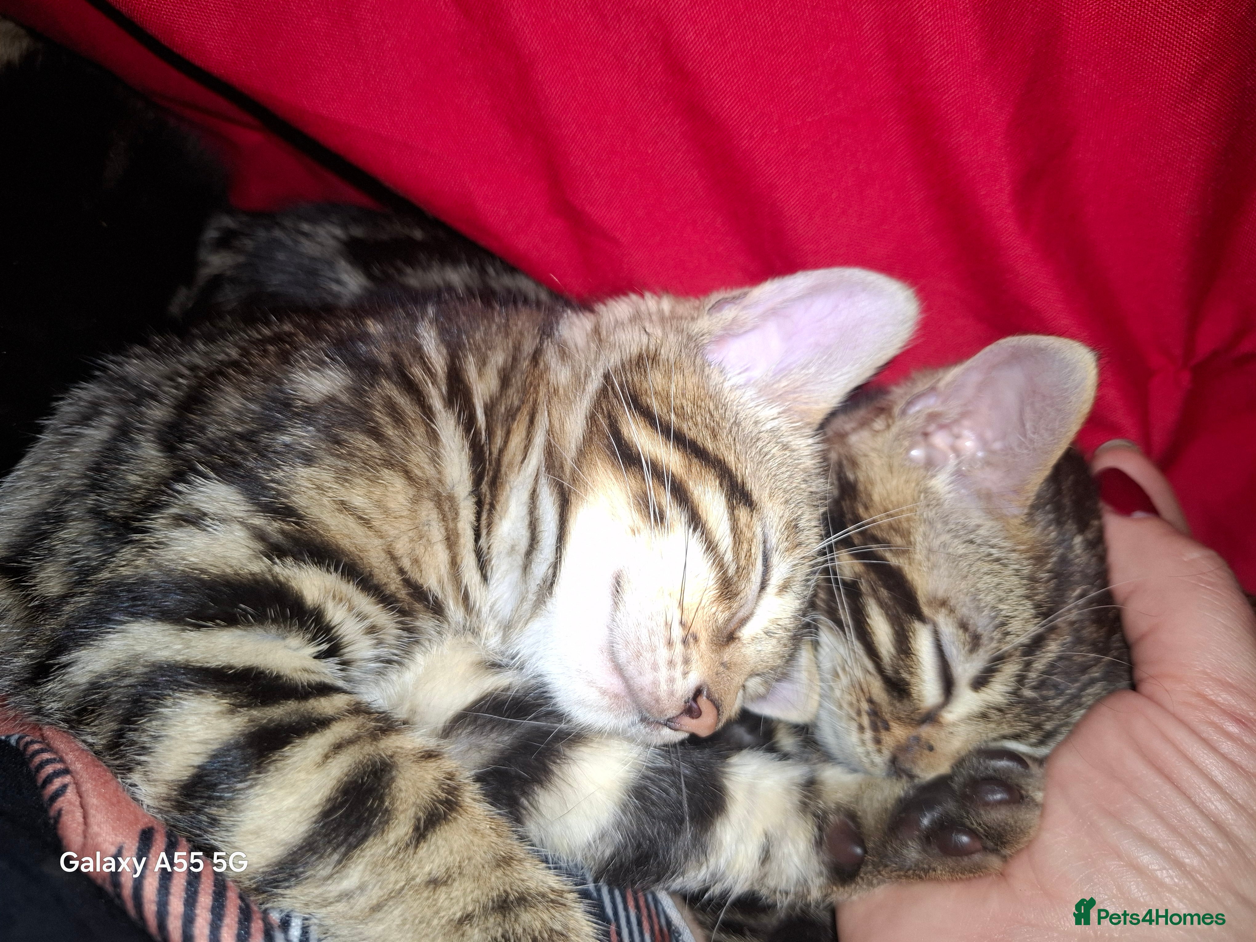 Bengal cats  Premium Bengal Kittens – 5★ Licensed Cattery - Advert 18